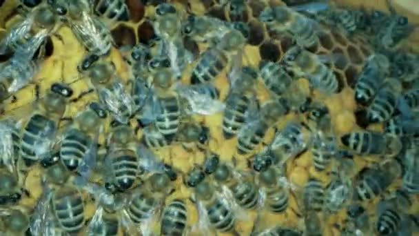 Abejas ocupadas dentro de la colmena con celdas abiertas y selladas para miel dulce — Vídeos de Stock