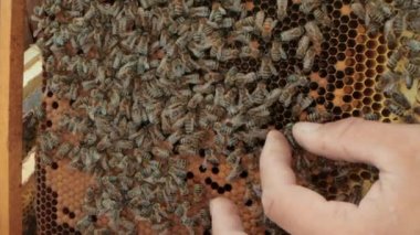 etiket Queens için arıcı işareti, parmakları tutarak Kraliçe arı işareti koyar