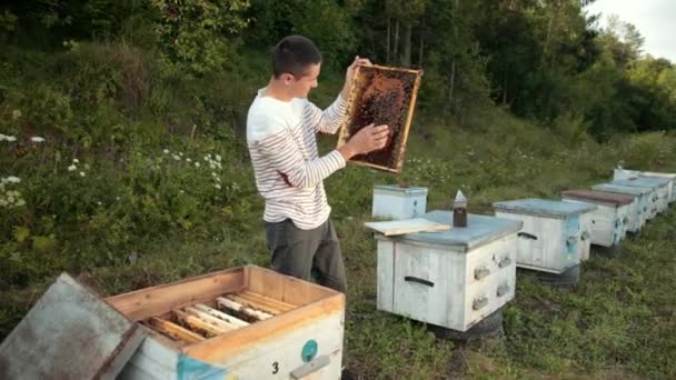 Apicultor está cerca de las colmenas que sostienen el marco de la abeja en el que hay un panal — Vídeos de Stock