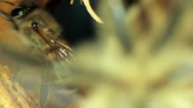 Tatlı bal için açık ve mühürlü hücreleri ile kovan içinde meşgul arılar