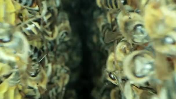 Зайняті бджоли всередині вулика з відкритими і закритими клітинами для солодкого меду — стокове відео
