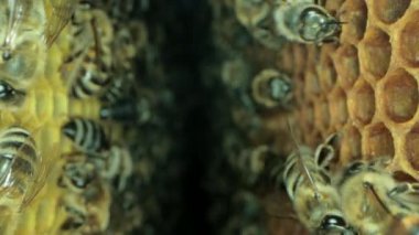 Tatlı bal için açık ve mühürlü hücreleri ile kovan içinde meşgul arılar