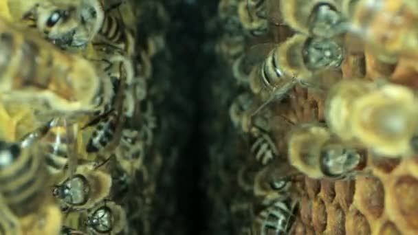 Drukke bijen in de korf met open en verzegelde cellen voor zoete honing — Stockvideo