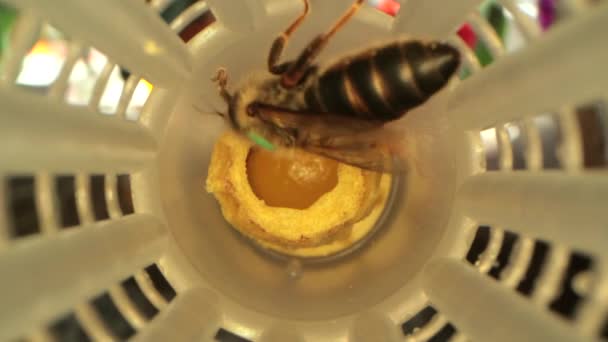 Ράφια με κυψελωτές για την απόσυρση της Βασίλισσας Μέλισσας σε ένα ειδικό ντουλάπι — Αρχείο Βίντεο