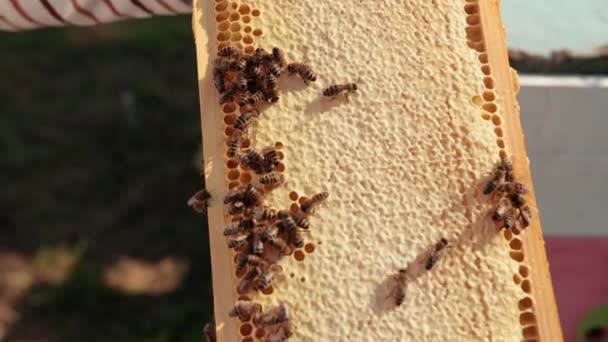 Bal arıları peteklerin üzerinde sürünür. Bal dolu bir petek — Stok video