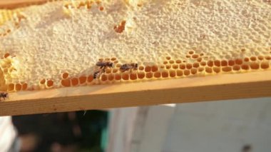 Bal arıları peteklerin üzerinde sürünür. Bal dolu bir petek