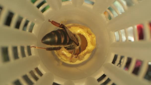 Полки с бигудями для вывода пчелиной матки в специальном шкафчике — стоковое видео