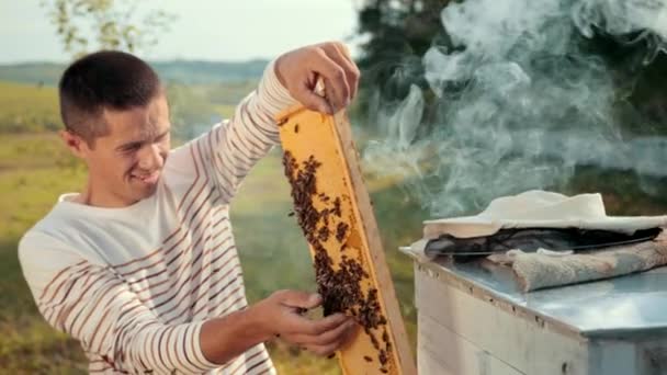 Apicultor hombre comprueba panal y recoge las abejas a mano — Vídeos de Stock