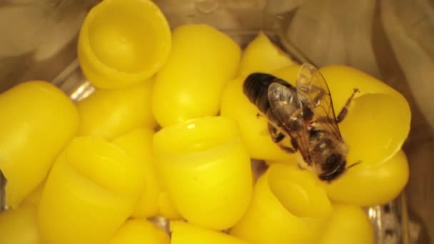 Много желтого пчелиного воска для вылупления пчел, летающих пчёл в раме — стоковое видео