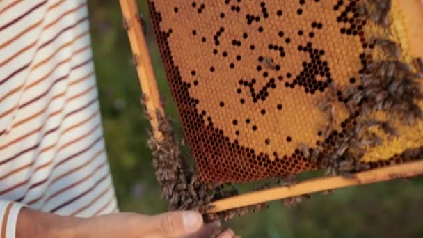 Apiculteur se tient près des ruches tenant cadre d'abeille dans lequel il y a un nid d'abeille — Video