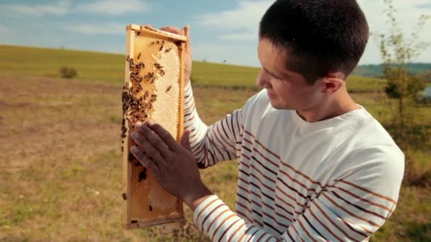 Apicultor hombre comprueba panal y recoge las abejas a mano — Vídeo de stock