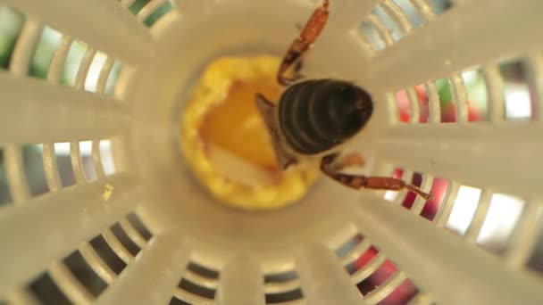 Planken met celkrul spelden voor het terugtrekken van Queen Bee in een speciale Locker — Stockvideo