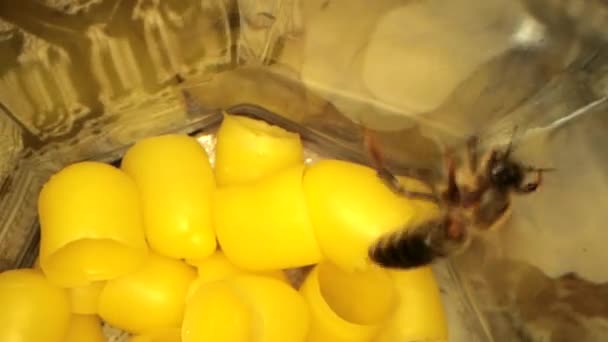 Wiele żółtego wosku pszczelego dla pszczół wylęgowych, latające pszczoły w ramie — Wideo stockowe