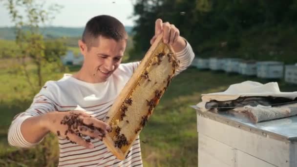 Apicultor hombre comprueba panal y recoge las abejas a mano — Vídeo de stock