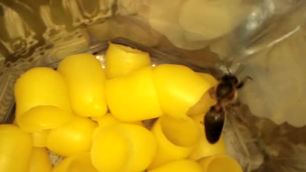 Πολλά κίτρινα κερί μέλισσας για τις μέλισσες επώασης, ιπτάμενες μέλισσες στο πλαίσιο — Αρχείο Βίντεο