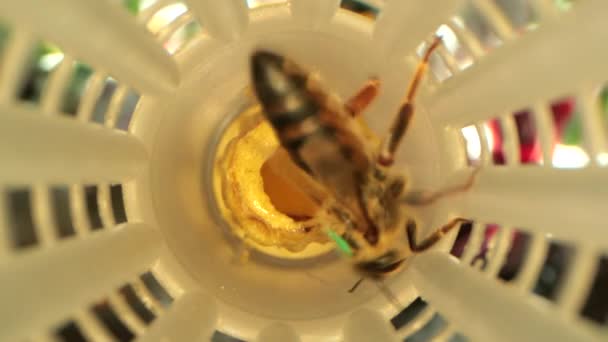 Özel bir dolapta kraliçe arı çekilmesi için hücre kıvırcıklar ile raflar — Stok video