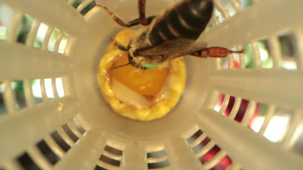 Полки с бигудями для вывода пчелиной матки в специальном шкафчике — стоковое видео