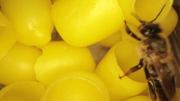Wiele żółtego wosku pszczelego dla pszczół wylęgowych, latające pszczoły w ramie — Wideo stockowe
