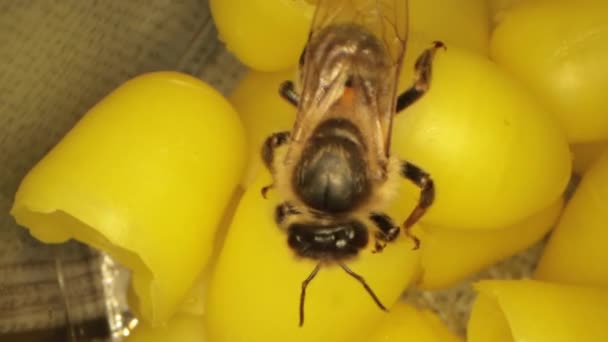 Beaucoup de cire d'abeille jaune pour les abeilles à éclosion, abeilles volantes dans le cadre — Video