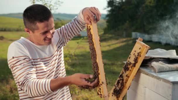 Man biodlare kontrollerar Honeycomb och samlar in bin för hand — Stockvideo