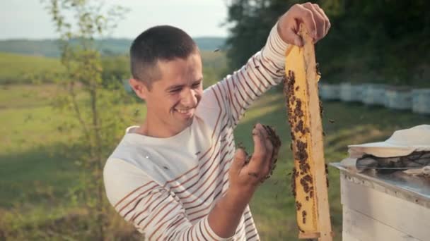 Apicultor homem verifica favo de mel e coleta abelhas à mão — Vídeo de Stock