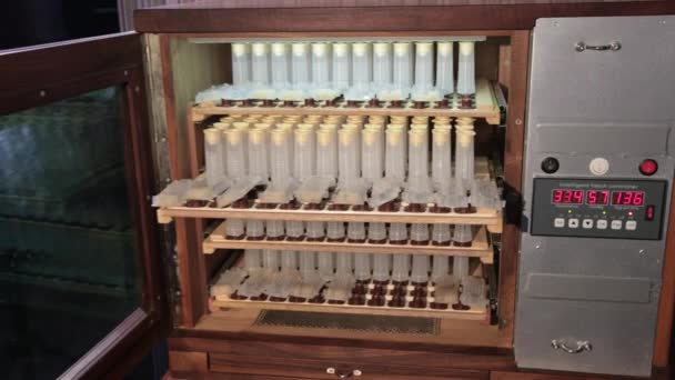 Shelves with cell curlers for the withdrawal of queen bee in a special locker — Stock Video