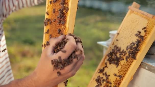 Чоловік пасічник перевіряє стільниковий зв'язок і збирає бджіл вручну — стокове відео