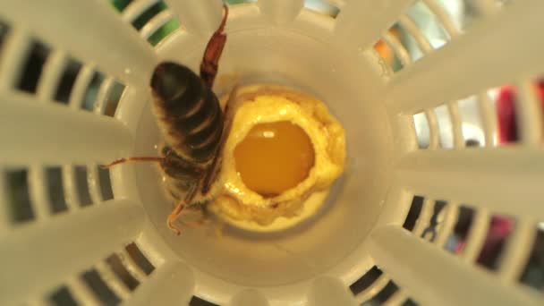 Regale mit Zellwicklern für den Entzug der Bienenkönigin in einem speziellen Schließfach — Stockvideo