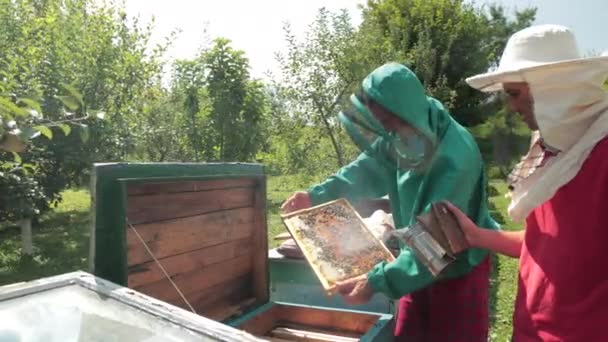 Два пчеловода в зеленом и красном специальном одеянии, собирают мед — стоковое видео
