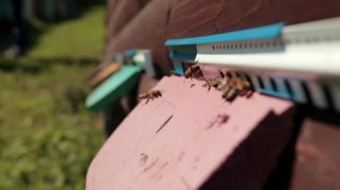 arı kovanı yeşil çim üzerinde duruyor, arılar uyumak için bir sağlıklı yaşam evine sinek