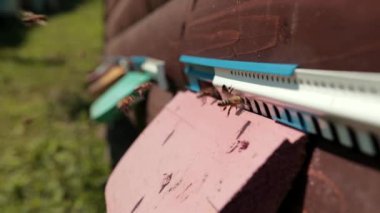 arı kovanı yeşil çim üzerinde duruyor, arılar uyumak için bir sağlıklı yaşam evine sinek