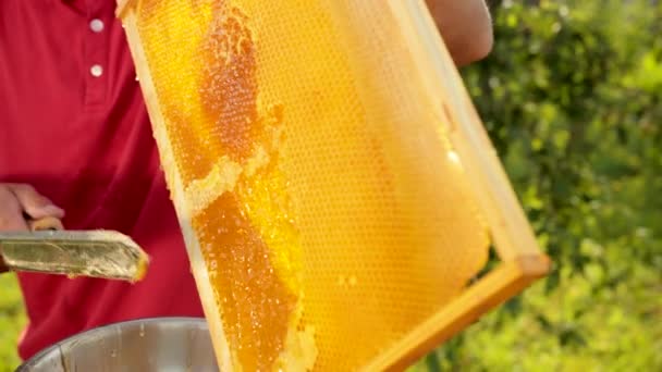 Μελισσοκόμος κόβει κερί από κηρήθρα πλαίσιο με ένα ειδικό μαχαίρι ηλεκτρικ — Αρχείο Βίντεο