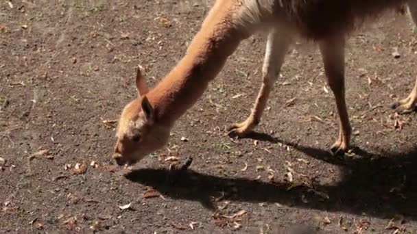 Зоопарк, гуляє ламою і їсть невелику траву, навколо паркану, літаючі птахи — стокове відео
