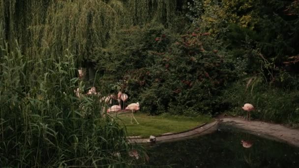 Zoológico, perto do lago caminhar e comer um monte de flamingos rosa, dia de verão — Vídeo de Stock