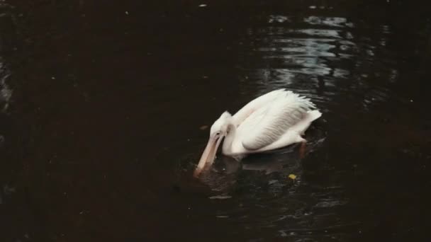Dierentuin, witte pelikaan zwemmen in het meer, rond een heleboel grote stenen — Stockvideo
