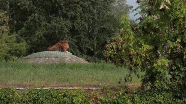 Hayvanat bahçesi, çok güzel bir doğa, bir sürü ağaç ve çalılık, büyük bir taş üzerinde bir aslan.