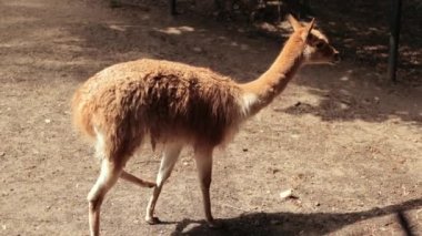 Hayvanat bahçesi, yürüyen lama ve çitin etrafındaki küçük otları yemek, uçan kuşlar.