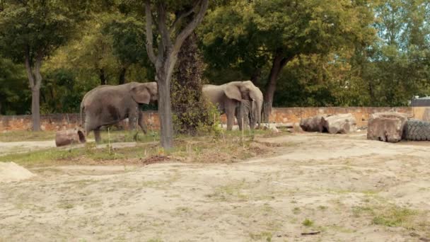 Зоопарк, прогулки три слона, вокруг забора и старые пни — стоковое видео