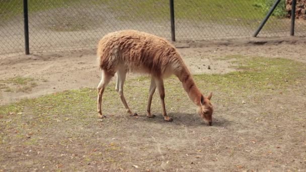 Zoo, a piedi lama e mangiare erba piccola, intorno alla recinzione, uccelli volanti — Video Stock