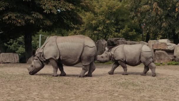 Zoo, a piedi due rinoceronti mangiano erba piccola, intorno alla recinzione di grandi pietre — Video Stock