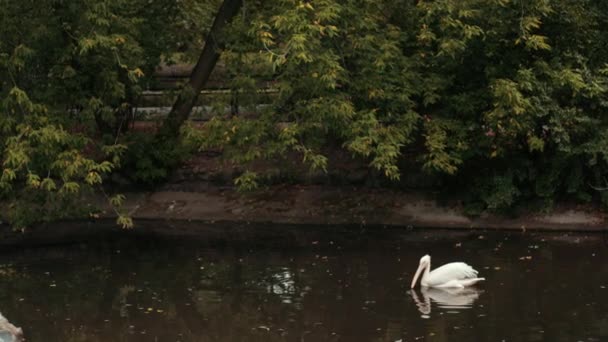 Зоопарк, белый Pelican купание в озере, вокруг много больших камней — стоковое видео
