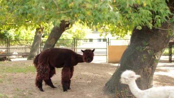 Zoológico, caminar dos llamas marrón y blanco, comer hojas de árbol, alrededor de la valla — Vídeos de Stock