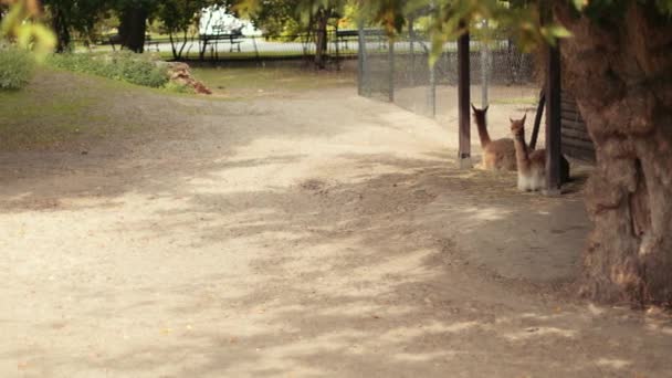 Dierentuin, liggen twee lama 's, rond hek, vliegen vogels, jaar-oude dag helder weer — Stockvideo