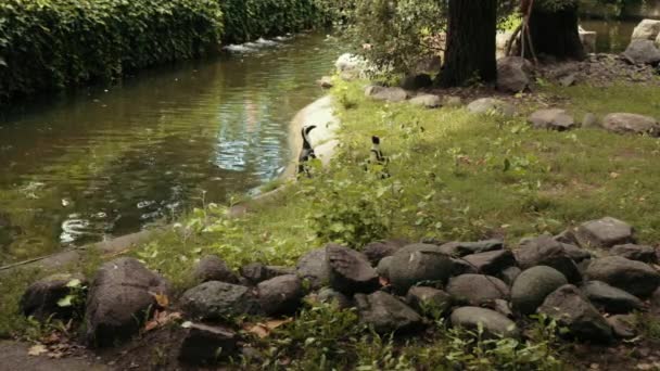 Kebun binatang, dekat danau berjalan dua penguin kecil, sekitar banyak batu besar — Stok Video