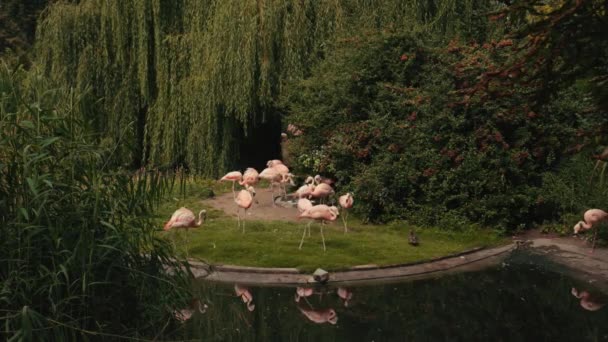 Dierentuin, in de buurt van het meer wandelen en eten veel roze flamingo 's, zomerdag — Stockvideo