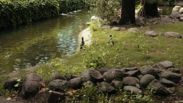 Zoológico, perto do lago andar dois pequenos pinguins, em torno de um monte de pedras grandes — Vídeo de Stock