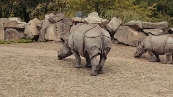 Зоопарк, прогулки два носорога едят небольшую траву, вокруг забора из больших камней — стоковое видео