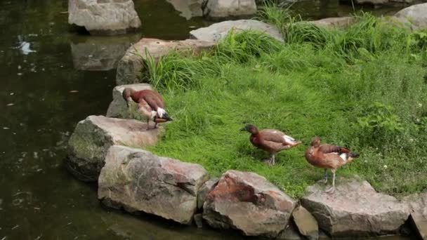 Próximo lago andar muitos patos na grama, em torno de um monte de pedras grandes — Vídeo de Stock