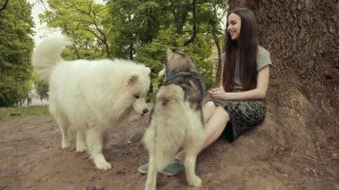 Çekici bir sarışın kadın iki safkan Sibirya köpeği Samoyed ile oynuyor.