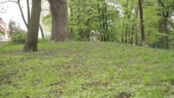 Purebred Fluffy Gray Dog Raça Siberian Husky Walks, corre em torno do parque. Dia — Vídeo de Stock